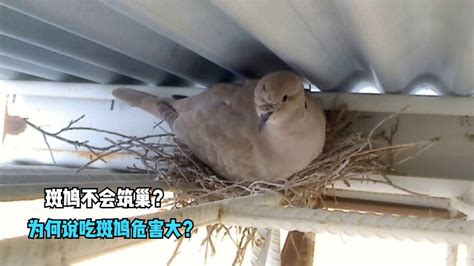 斑鳩死掉|[閒聊] 小小斑鳩一直死